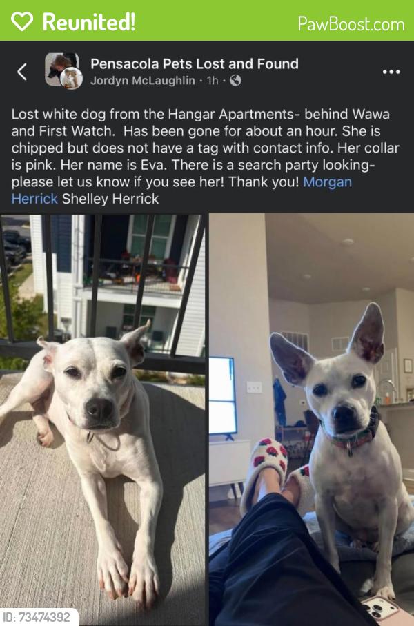 Reunited Female Dog last seen Lost off of Pineforest Rd close to Wawa Gas Station, Pensacola, FL 32534