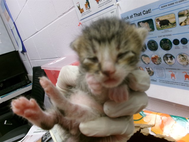 Shelter Stray Male Cat last seen Near BLOCK CHELSEA STREET, 2020 Forest St, Jacksonville, FL 32204, USA