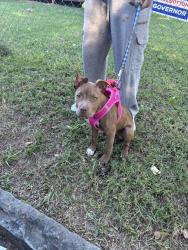 Found/Stray Female Dog last seen Metropolitan Pkwy, Atlanta, GA 30310