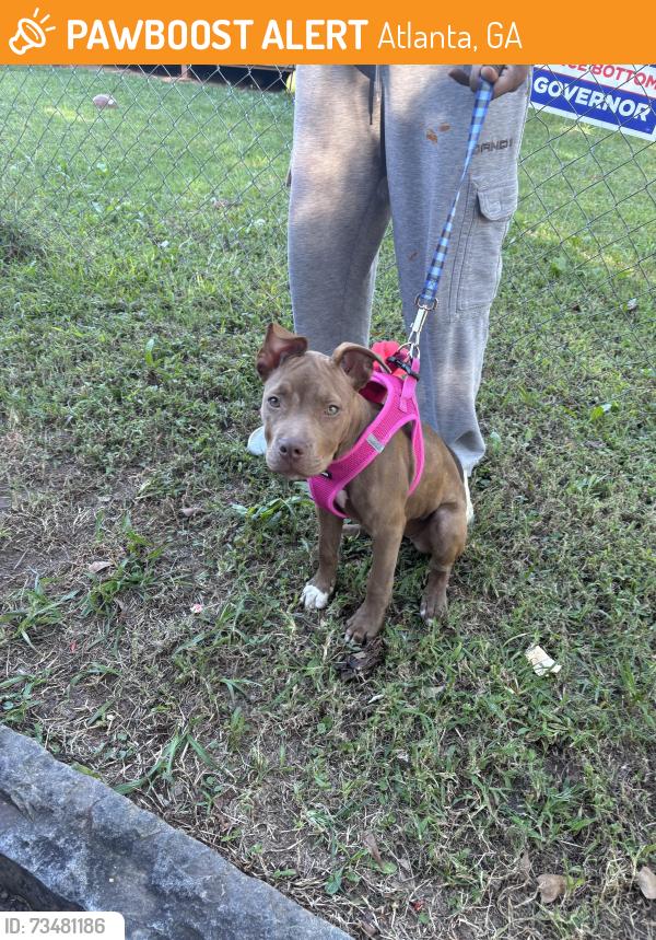 Found/Stray Female Dog last seen Metropolitan Pkwy, Atlanta, GA 30310