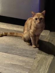 Lost Male Cat last seen Mosel and Manton Place, Staten Island, NY 10304