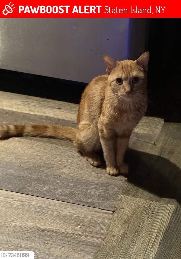 Lost Male Cat last seen Mosel and Manton Place, Staten Island, NY 10304