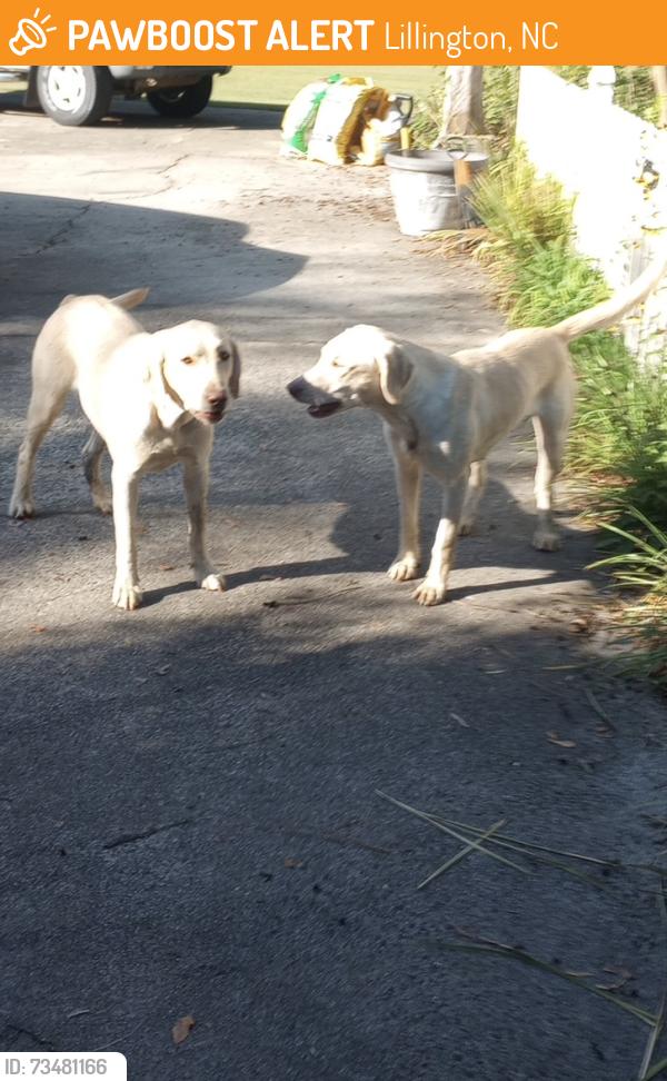 Found/Stray Female Dog last seen Wildlife road, Lillington, NC, Lillington, NC 27546
