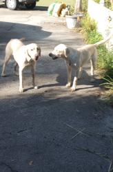 Found/Stray Female Dog last seen Wildlife road, Lillington, NC, Lillington, NC 27546