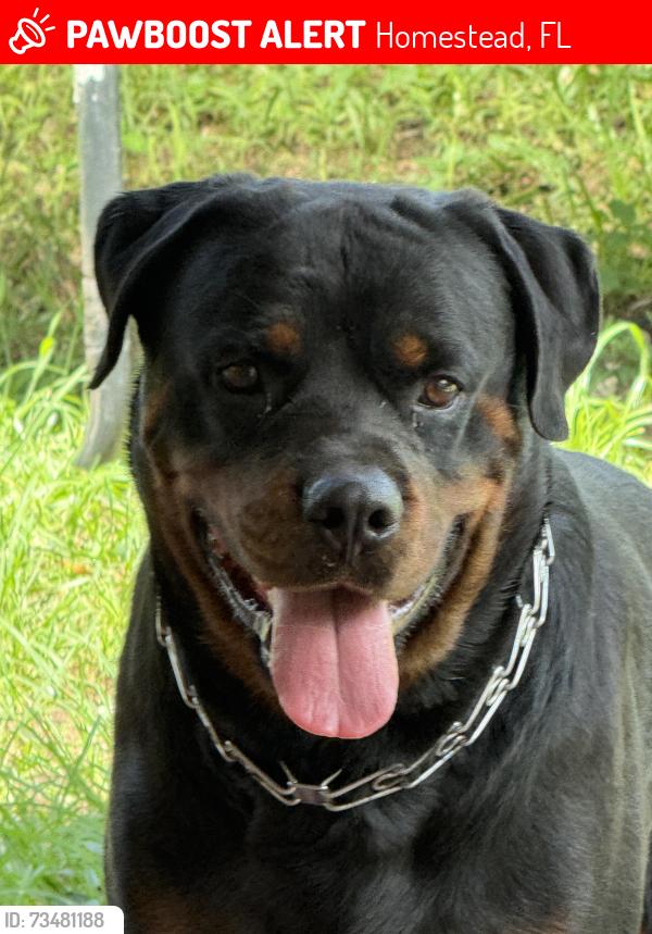 Lost Male Dog last seen Kevin Boyle Park, Homestead, FL 33032
