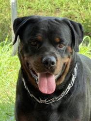 Lost Male Dog last seen Kevin Boyle Park, Homestead, FL 33032