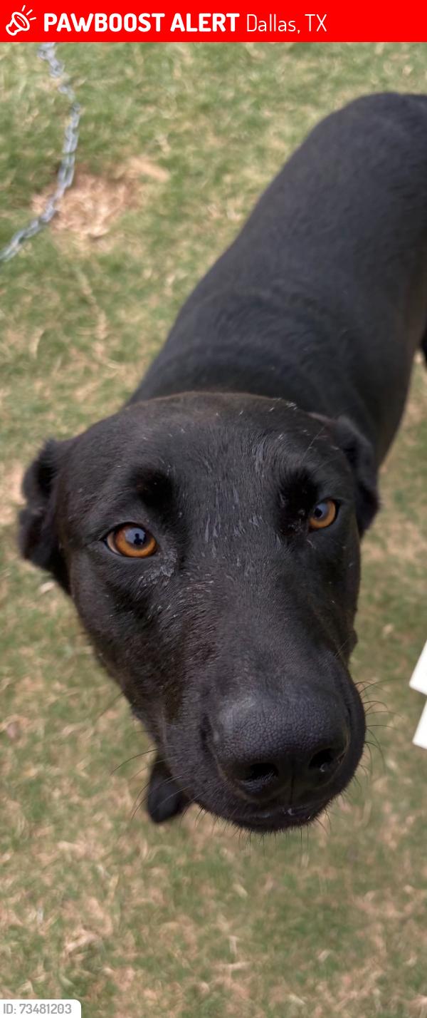 Lost Male Dog last seen Elam and masters dr, Dallas, TX 75217