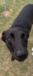Lost Male Dog last seen Elam and masters dr, Dallas, TX 75217