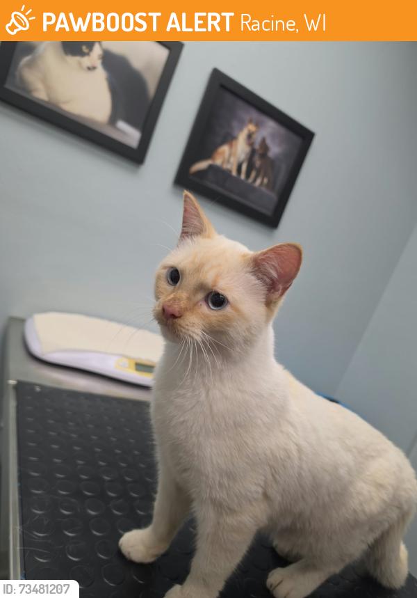 Found/Stray Male Cat last seen Near douglas ave, racine wi, Racine, WI 53404
