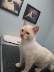 Found/Stray Male Cat last seen Near douglas ave, racine wi, Racine, WI 53404