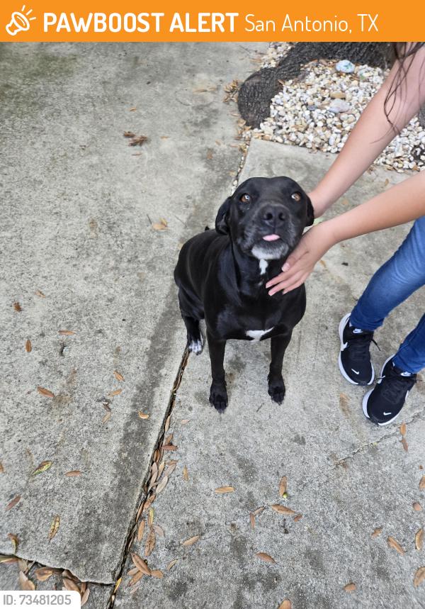 Found/Stray Female Dog last seen Rohde Park 78249, San Antonio, TX 78249