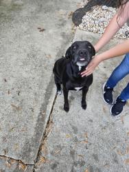Found/Stray Female Dog last seen Rohde Park 78249, San Antonio, TX 78249