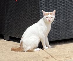 Reunited Male Cat last seen North Tarrant parkway and 377, Fort Worth, TX 76244