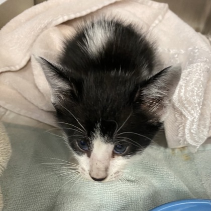 Shelter Stray Female Cat last seen Ryanwood Plaza UPS, IRC SD, FL, 6230 77th St, Vero Beach, FL 32967, USA