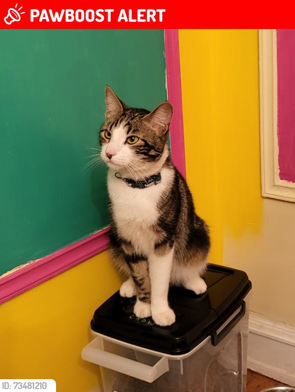 Lost Male Cat last seen Lee + Fairmount, Cleveland Heights, OH 44118