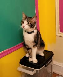 Lost Male Cat last seen Lee + Fairmount, Cleveland Heights, OH 44118