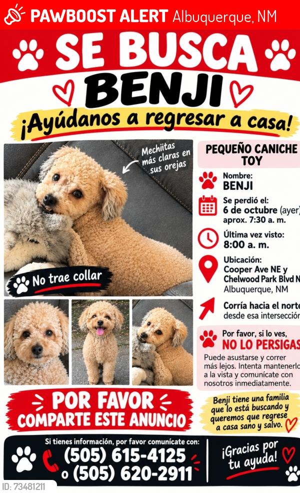Lost Male Dog last seen Cooper av NE, Albuquerque, NM 87108