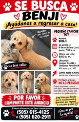 Lost Male Dog last seen Cooper av NE, Albuquerque, NM 87108