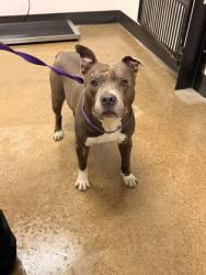 Shelter Stray Male Dog last seen Near Darley, 5th District, OH, 9203 Detroit Ave, Cleveland, OH 44102, USA
