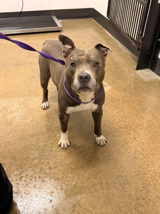 Shelter Stray Male Dog last seen Near Darley, 5th District, OH, 9203 Detroit Ave, Cleveland, OH 44102, USA