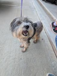 Reunited Female Dog last seen Near Princeton Hts Blvd, Princeton, TX 75407, USA, Princeton, TX 75407