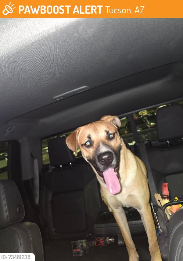 Found/Stray Male Dog last seen Oracle and Roger, Tucson, AZ 85705