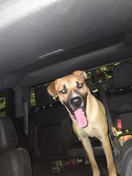 Found/Stray Male Dog last seen Oracle and Roger, Tucson, AZ 85705