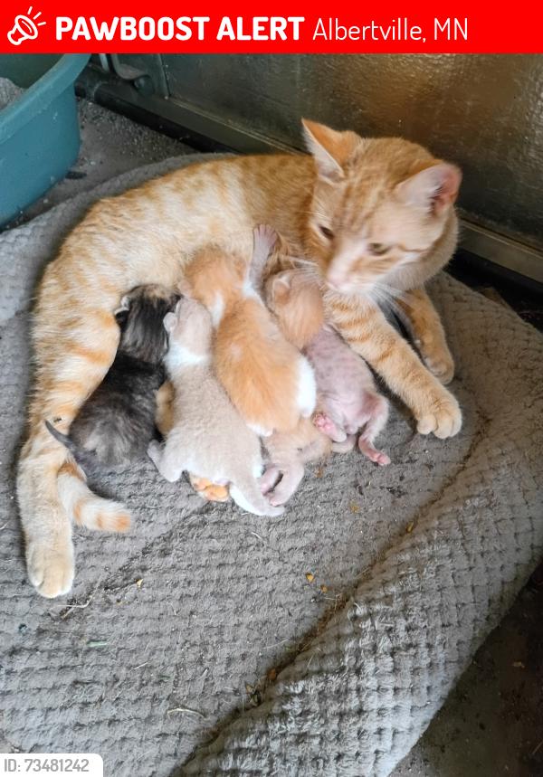 Lost Female Cat last seen Winter Park, Albertville, MN 55301