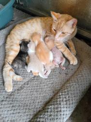 Lost Female Cat last seen Winter Park, Albertville, MN 55301