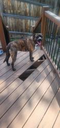 Lost Male Dog last seen Buckley and Mansfield, Aurora, CO 80013