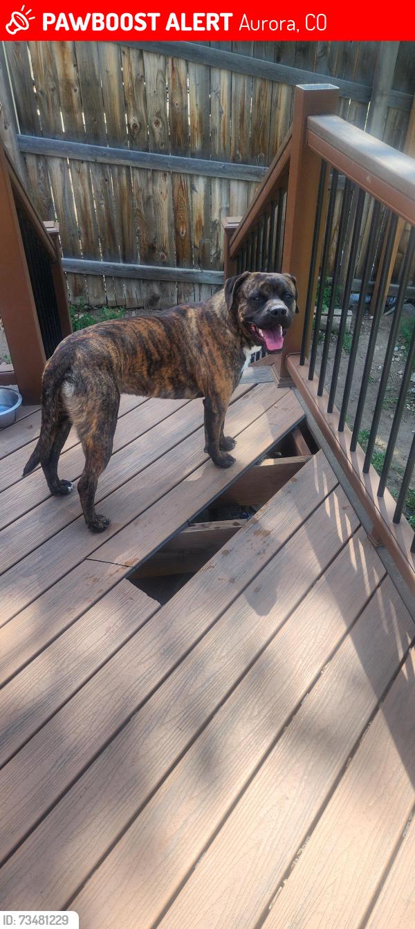 Lost Male Dog last seen Buckley and Mansfield, Aurora, CO 80013