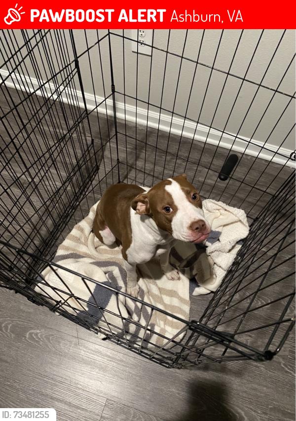 Lost Female Dog last seen Ashborough apartments, Ashburn, VA 20147