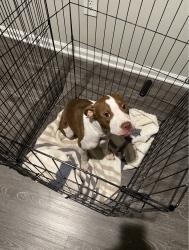 Lost Female Dog last seen Ashborough apartments, Ashburn, VA 20147