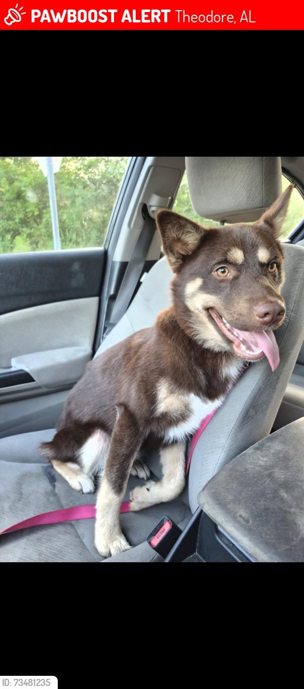 Lost Male Dog last seen Wigfield and and Aljon rd, Theodore, AL 36619