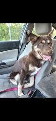 Lost Male Dog last seen Wigfield and and Aljon rd, Theodore, AL 36619