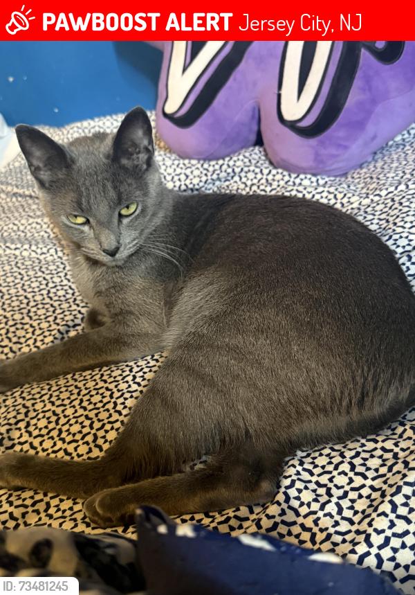 Lost Female Cat last seen Linden Ave between Fowler and JFK Blvd in Jersey City, Jersey City, NJ 07305