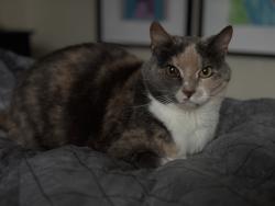 Lost Female Cat last seen Cheryl Anne place and mallard woods. Near 485 and mallard creek, Charlotte, NC 28262