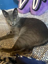 Lost Female Cat last seen Linden Ave between Fowler and JFK Blvd in Jersey City, Jersey City, NJ 07305