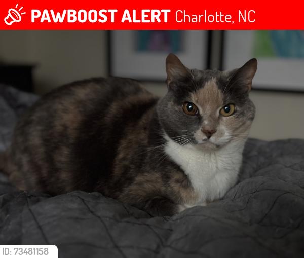 Lost Female Cat last seen Cheryl Anne place and mallard woods. Near 485 and mallard creek, Charlotte, NC 28262