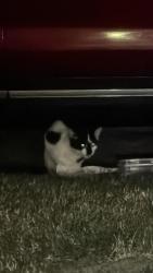 Found/Stray Unknown Cat last seen Ball rd and empire, Anaheim, CA 92804