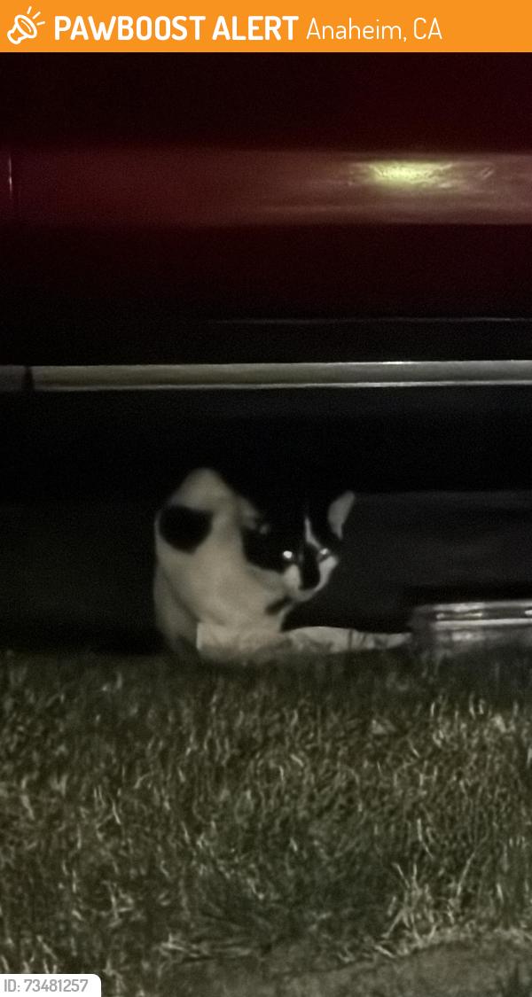 Found/Stray Unknown Cat last seen Ball rd and empire, Anaheim, CA 92804