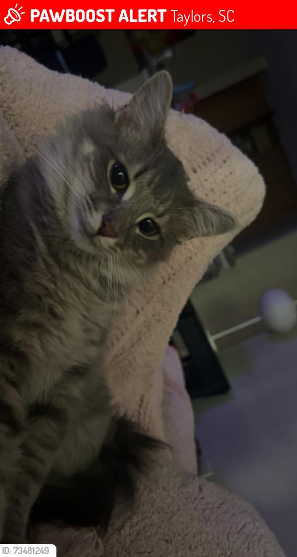 Lost Male Cat last seen Near the pavilion, Taylors, SC 29687