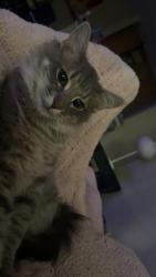 Lost Male Cat last seen Near the pavilion, Taylors, SC 29687