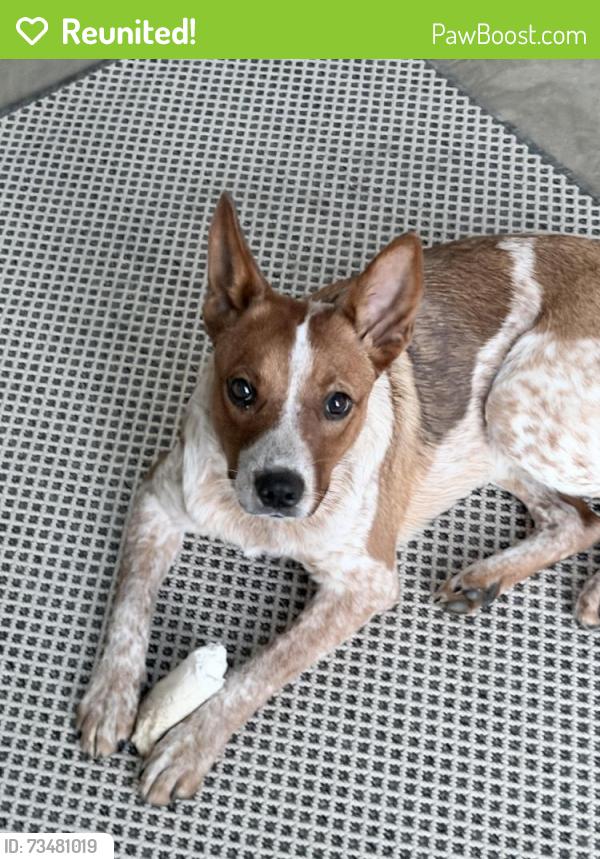 Reunited Female Dog last seen Near W Hwy 82 Gainesville, TX 76240 US, Gainesville, TX 76240