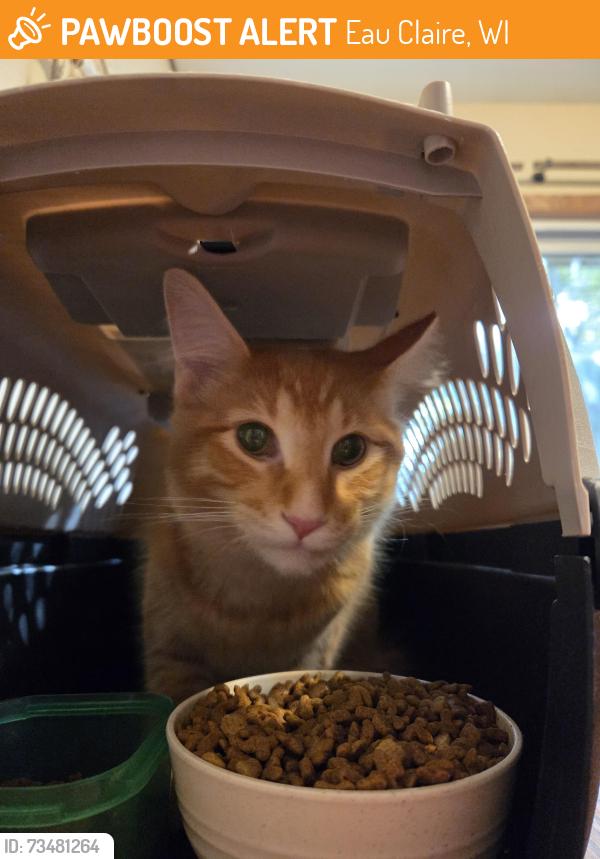 Found/Stray Male Cat last seen In storm drain on the corner of Raedel Rd & Nicholas Drive, Eau Claire, WI 54703