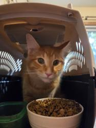 Found/Stray Male Cat last seen In storm drain on the corner of Raedel Rd & Nicholas Drive, Eau Claire, WI 54703