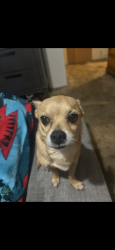 Reunited Male Dog last seen Bethel church rd and Johnston county Harnett mart, Angier, NC 27501