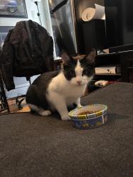 Found/Stray Male Cat last seen 5th street a couple blocks down from Chester, Duluth, MN 55812