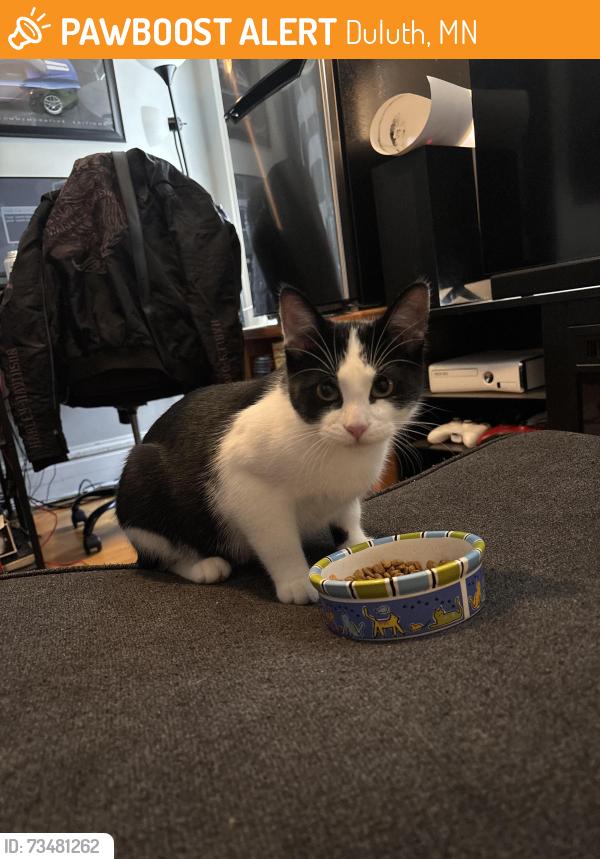 Found/Stray Male Cat last seen 5th street a couple blocks down from Chester, Duluth, MN 55812