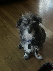 Lost Male Dog last seen Magnolia and Austin St near Division St, Arlington, TX 76012